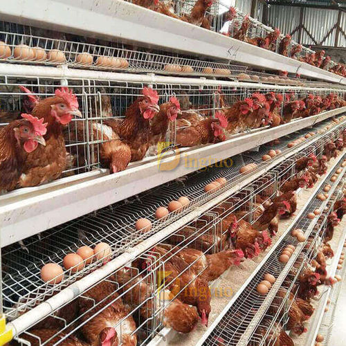 Chickens