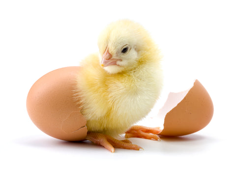 Chickens